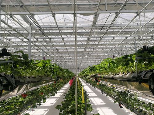 Characteristics and scope of application of glass greenhouse Characteristics and scope of application of glass greenhouse