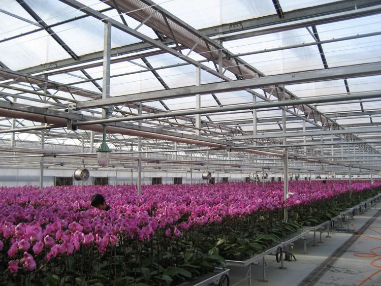 Soilless cultivation Of Greenhouses